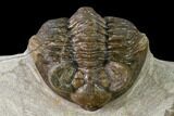 Brown Coltraneia Trilobite - Issoumour, Morocco #154326-4